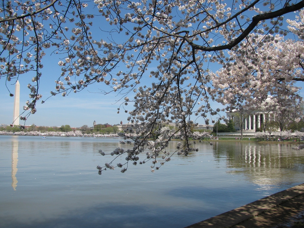 Cherry Blossom Close Up on the Potomac