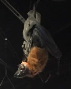 Bat figurines hanging from the ceiling.