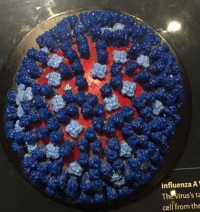 Plastic Model of Influenza A virus.