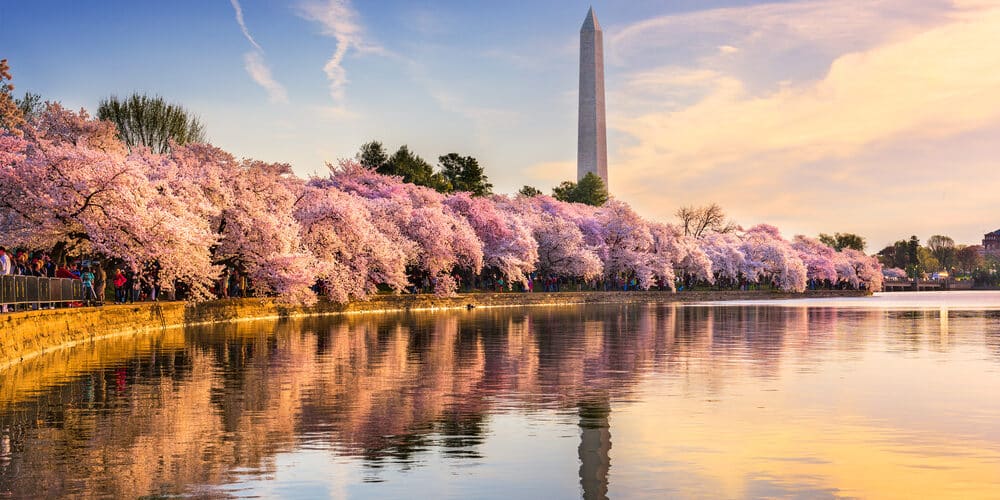 Best Time to visit Washington DC, photo of the cherry blossoms blooming in spring