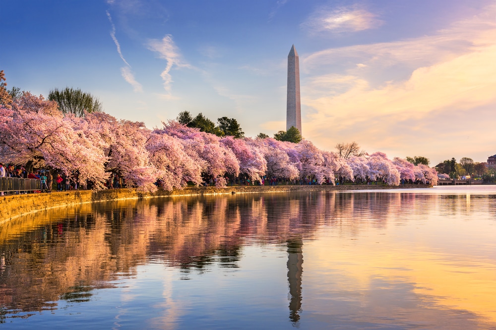 Best Time to visit Washington DC, photo of the cherry blossoms blooming in spring 
