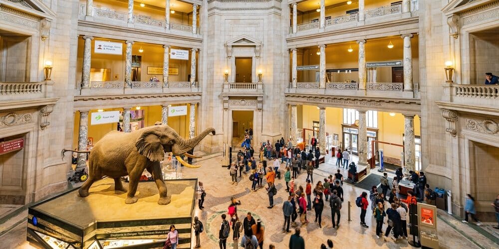 best Museums in Washington DC, photo of the interior of the Natural History Museum